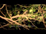 Asian Palm Civet at Panna National Park