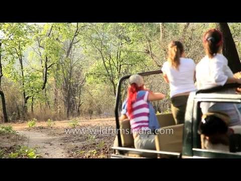 Tourists watch a tiger during Jeep safari in Bandhavgarh national park
