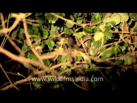 Asian Palm Civet spotted on a tree in Panna (Gangao) Wildlife Sanctuary