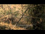 Tiger walking around the bush - Panna National Park