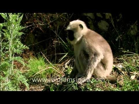Hanuman Langur in its natural habitat - Uttarakhand