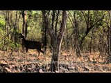 Sambhar deer walking through the dry deciduous forest of Panna