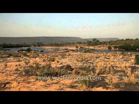Dry meadow near Ken River at Panna National Park