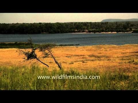 Ken River : Lifeline of Panna National Park