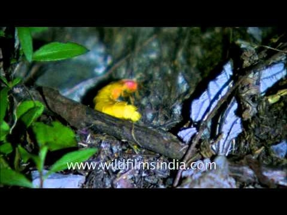 Common glow-worm falls off rock face in the Himalaya