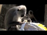 Gray langurs foraging in trash