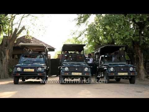 Evening safari drive to Bandhavgarh National Park