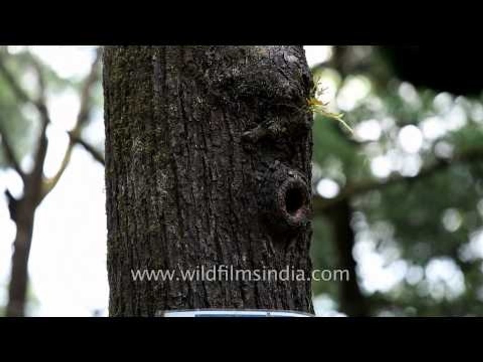 Scaly bellied Woodpecker at its nest-hole: Landour, Uttarakhand
