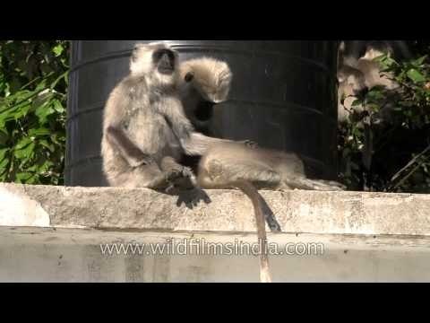Hanuman langur family in Uttarakhand