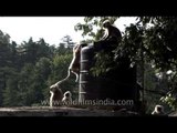 Gray langur climbing a water tank in Uttarakhand