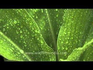 Raindrops fall on flowers and leaves