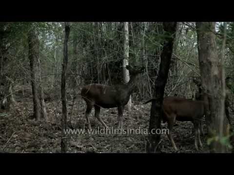 Trio of young Sambhar deer eat bamboo leaves at Panna National Park