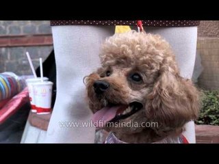Poodles day out at Ansal Plaza, Delhi