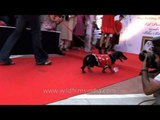 Dachshund walks to impress others during a mass canine wedding show in Delhi