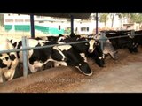 Dairy cows feeding in the farm