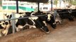 Dairy cows feeding in the farm