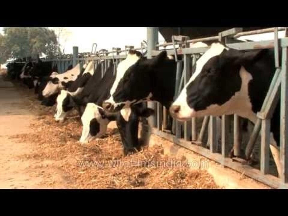 Cows in a neat row eating hay at a dairy farm in Punjab, India