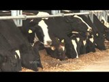 Herd of cows eating hay at dairy farm, Punjab