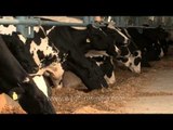 Dairy cows eating hay in Punjab