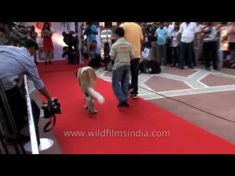 St. Bernard walks like a model at a dog show in Delhi