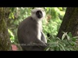 Gray langur with young in a tree, Landour