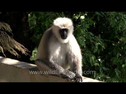 Gray langurs in Landour, Uttarakhand