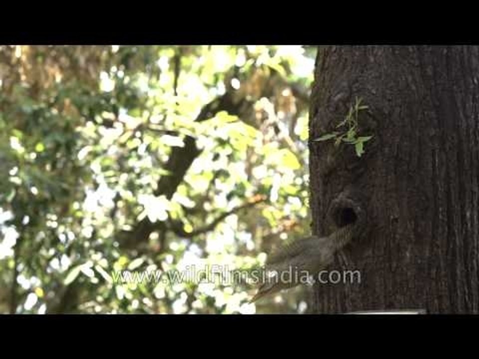 Scaly bellied Woodpecker perches at its nest-hole - Uttarakhand