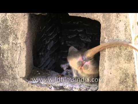 Gray langurs in Uttarakhand