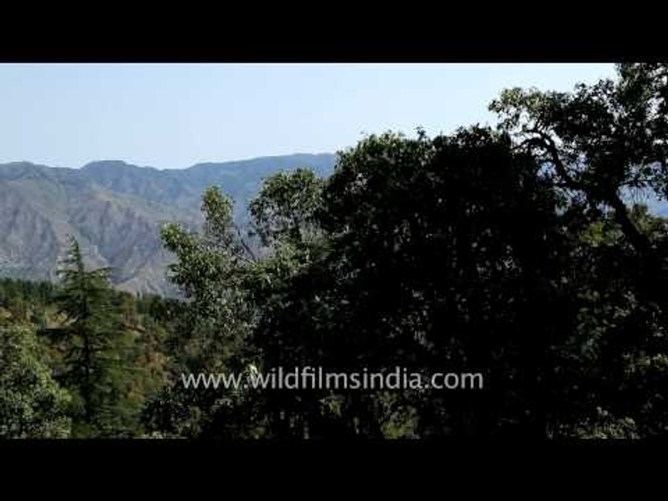 Rich mixed Deodar, Oak and Rhododenron forest in the Himalaya