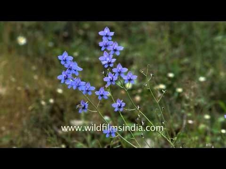 Delphinium growing in Uttarakhand