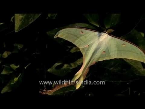 Indian Moon Moth or Indian Luna Moth
