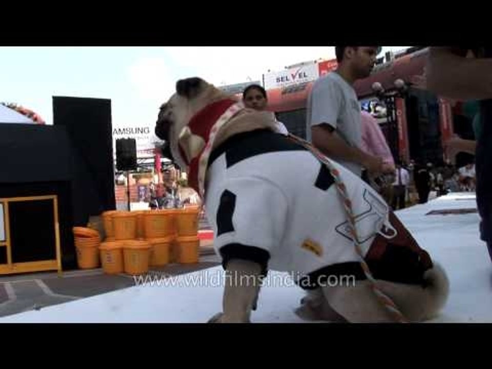 Pugs gather for an outing in Delhi