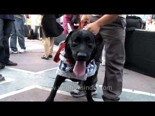 Labradors gather for a dog show in Delhi