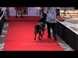 Pug and German Shepherd walk on red carpet - Delhi