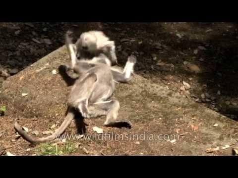 Gray langurs fighting with each other - Landour, Uttarakhand