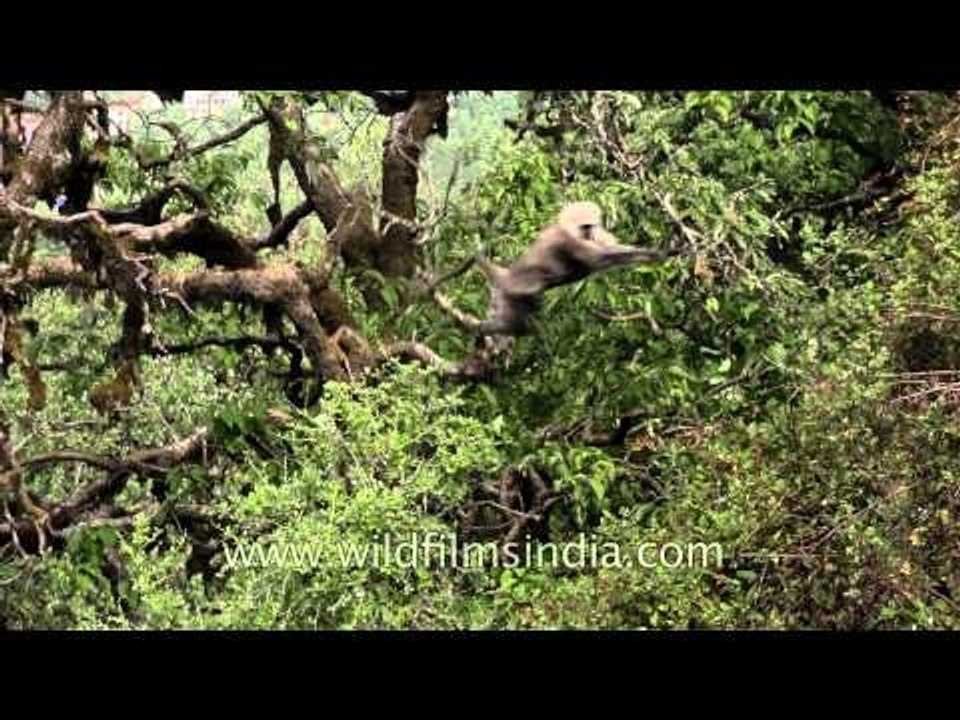 Gray langurs jumping from tree to tree - Landour, Uttarakhand