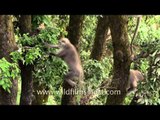 Gray langurs jumping and climbing trees - Landour, Uttarakhand