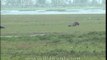 Assamese wetland with Cattle Egrets, buffaloes and a raptor