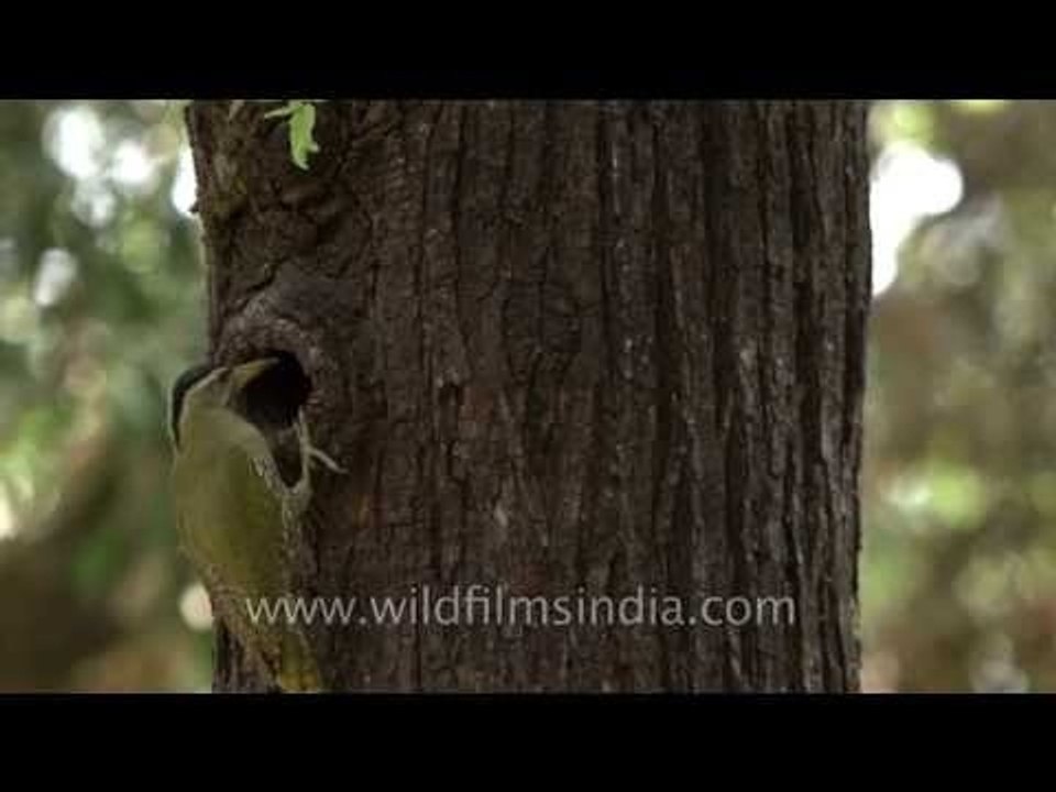 Scaly-bellied Woodpecker perches on a tree in Landour, Uttarakhand