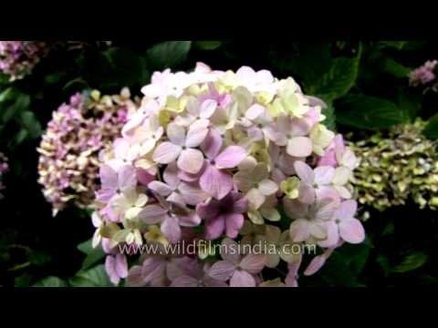 Hydrangeas flowering in the Himalaya