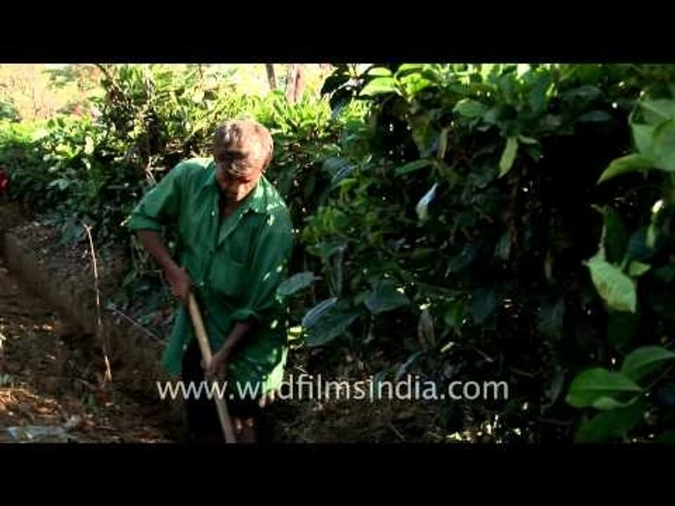 Tea plantation worker in India