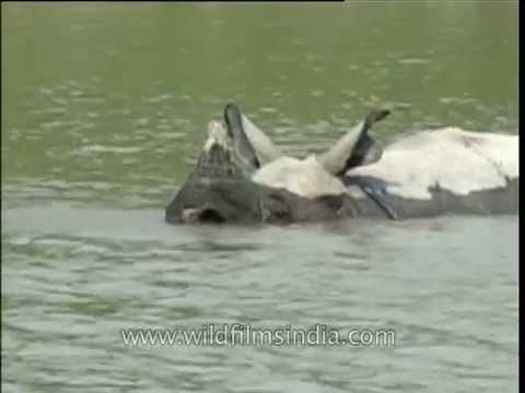 One-horned Rhino wades through water in Kaziranga National Park, Assam
