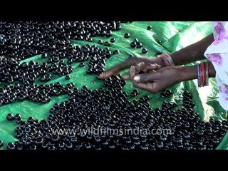 Tea seeds get sorted - don't they look like marbles?