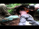 Worker taking out Python eggs from a tree trunk
