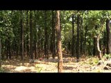 Nalapani surrounded by green forest