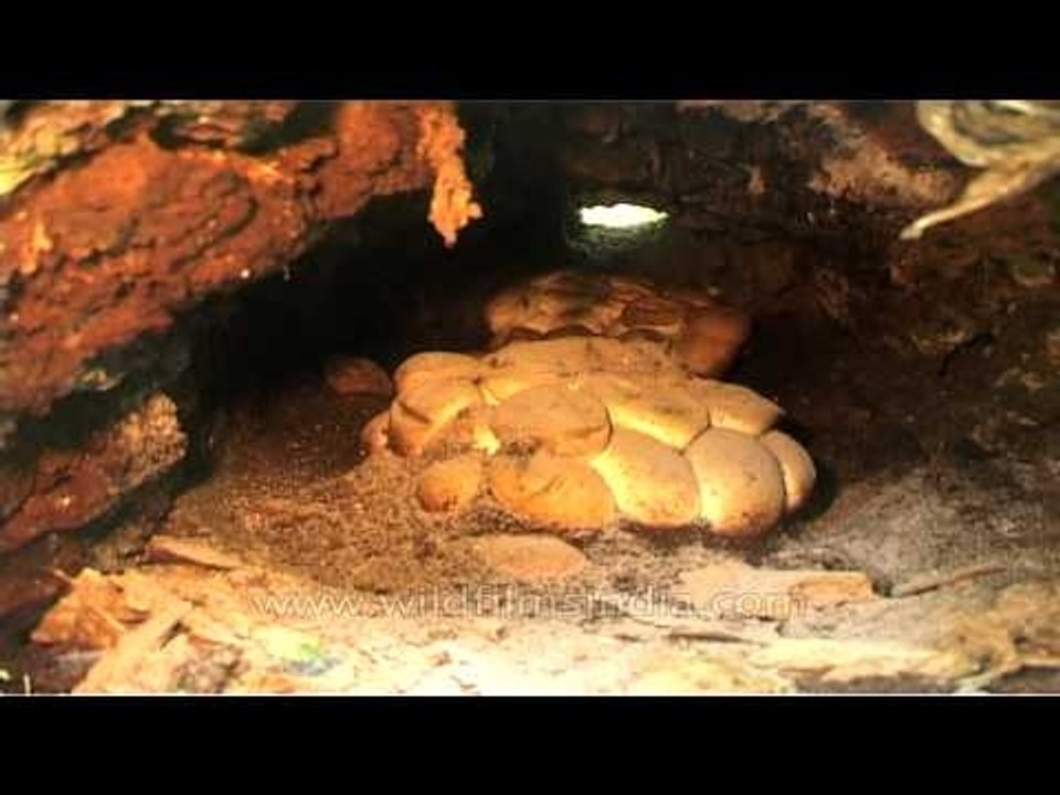 Imagine walking in a tropical forest and stumbling into python eggs