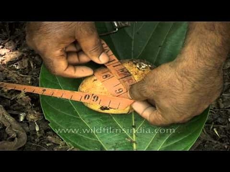 Measuring the size of Python egg