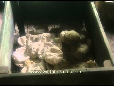 Serving food for Border Security Force (BSF) jawans - Assam