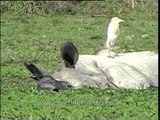 Cattle Egret resting on a resting Rhino