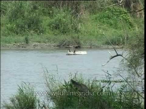 One-horned Rhino wallows in a pond, Kaziranga National Park